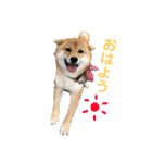柴犬(うめ)スタンプ（個別スタンプ：22）