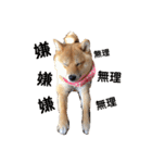 柴犬(うめ)スタンプ（個別スタンプ：24）