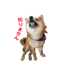 柴犬(うめ)スタンプ（個別スタンプ：25）