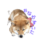 柴犬(うめ)スタンプ（個別スタンプ：28）