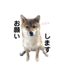 柴犬(うめ)スタンプ（個別スタンプ：29）