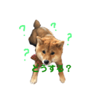 柴犬(うめ)スタンプ（個別スタンプ：30）