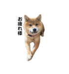 柴犬(うめ)スタンプ（個別スタンプ：32）