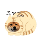 柴犬(うめ)スタンプ（個別スタンプ：33）
