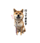 柴犬(うめ)スタンプ（個別スタンプ：34）
