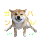 柴犬(うめ)スタンプ（個別スタンプ：37）