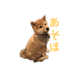 柴犬(うめ)スタンプ（個別スタンプ：38）