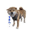 柴犬(うめ)スタンプ（個別スタンプ：39）