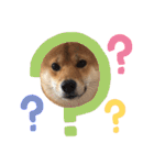 柴犬(うめ)スタンプ（個別スタンプ：40）