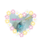レインボーインコ（個別スタンプ：1）