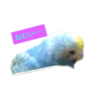 レインボーインコ（個別スタンプ：3）