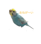 レインボーインコ（個別スタンプ：4）