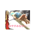 レインボーインコ（個別スタンプ：5）