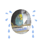 レインボーインコ（個別スタンプ：7）