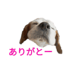 ちゃっぴーも（個別スタンプ：4）