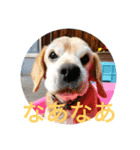 ちゃっぴーも（個別スタンプ：5）