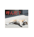 ちゃっぴーも（個別スタンプ：6）