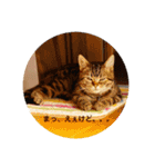ねこねこいっしょ（個別スタンプ：1）
