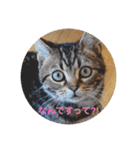 ねこねこいっしょ（個別スタンプ：2）
