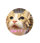 ねこねこいっしょ（個別スタンプ：5）