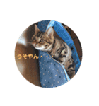 ねこねこいっしょ（個別スタンプ：6）