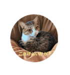 ねこねこいっしょ（個別スタンプ：7）