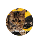 ねこねこいっしょ（個別スタンプ：8）