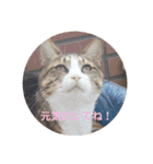 ねこねこいっしょ（個別スタンプ：9）