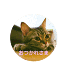 ねこねこいっしょ（個別スタンプ：12）