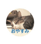 ねこねこいっしょ（個別スタンプ：16）