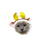 猫まみれ(ハムスター入り)（個別スタンプ：3）