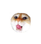 猫まみれ(ハムスター入り)（個別スタンプ：9）