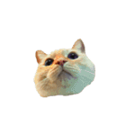 猫まみれ(ハムスター入り)（個別スタンプ：10）
