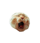 猫まみれ(ハムスター入り)（個別スタンプ：11）