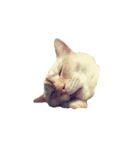 猫まみれ(ハムスター入り)（個別スタンプ：12）