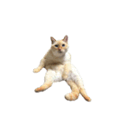猫まみれ(ハムスター入り)（個別スタンプ：16）