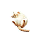猫まみれ(ハムスター入り)（個別スタンプ：20）