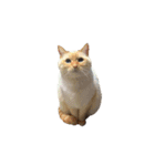 猫まみれ(ハムスター入り)（個別スタンプ：21）