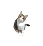 猫まみれ(ハムスター入り)（個別スタンプ：24）