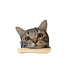 猫まみれ(ハムスター入り)（個別スタンプ：25）