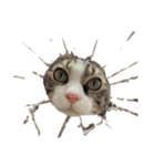 猫まみれ(ハムスター入り)（個別スタンプ：28）