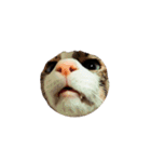 猫まみれ(ハムスター入り)（個別スタンプ：30）