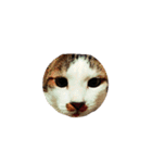 猫まみれ(ハムスター入り)（個別スタンプ：31）