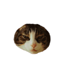 猫まみれ(ハムスター入り)（個別スタンプ：32）