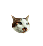 猫まみれ(ハムスター入り)（個別スタンプ：33）