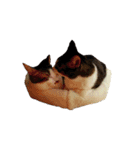 猫まみれ(ハムスター入り)（個別スタンプ：35）