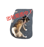 黒柴こんぶ（個別スタンプ：3）
