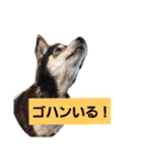 黒柴こんぶ（個別スタンプ：6）