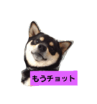黒柴こんぶ（個別スタンプ：7）