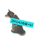 黒柴こんぶ（個別スタンプ：8）